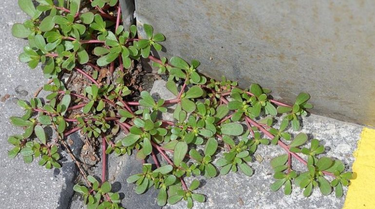 If You See This “Weed” Growing In Your Yard, Don’t Pick It! Here’s Why