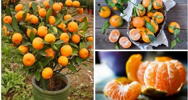 Don’t Buy Tangerines Again. Plant Them in A Flowerpot