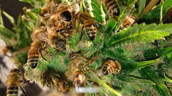 This beekeeper has been making honey from marijuana!