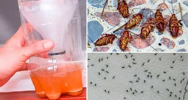 A Powerful Homemade Recipe That Makes All The Mosquitoes and Cockroaches Fall Dead Immediately!!!