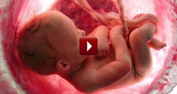 An amazing video summarizes the 9 months of life of a fetus in a few minutes