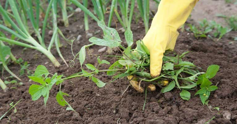 How to Get Rid of Weeds Naturally Without Killing Grass