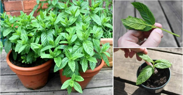 Why You Should Grow Mint At Home And How To Do It