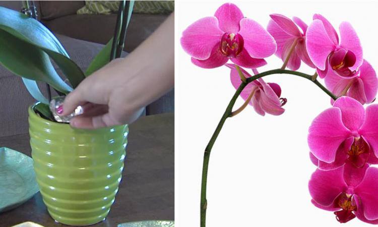 Why doesn’t your orchid bloom? This is what you need to do!