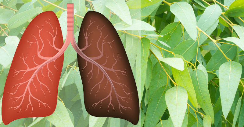 9 Plants & Herbs That Repair Lung Damage, Combat Infections And Boost Lung Health