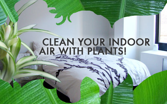 8 Plants to Improve Indoor Air Quality for Moist Home Environments