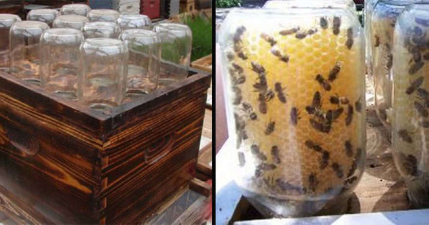 This Guy Invented A Homemade Beehive To Save The Bees, And It’s Going Viral