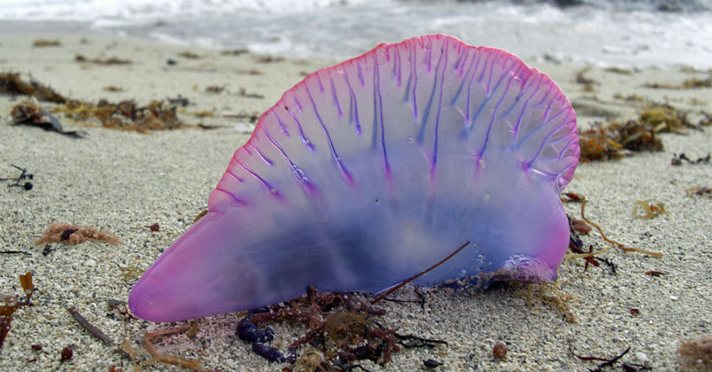 If You See This On The Beach, Don’t Touch It! Here’s Why!