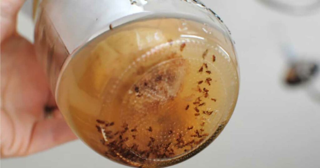 Get Rid of Fruit Flies and Gnats Forever