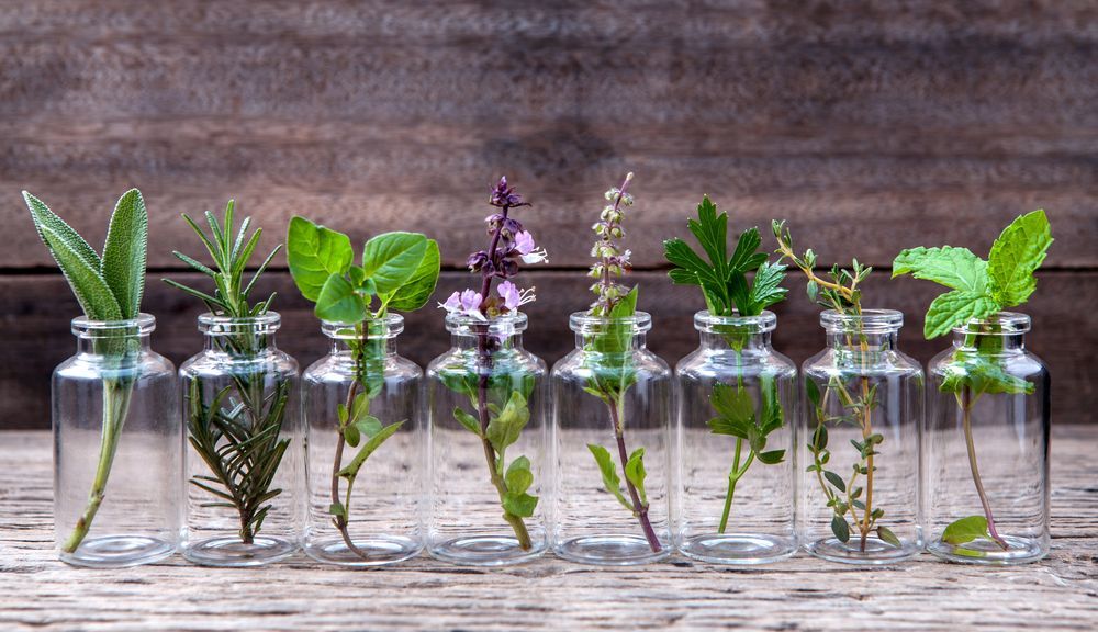 10 plantes que vous pouvez cultiver en intérieur dans l’eau toute l’année