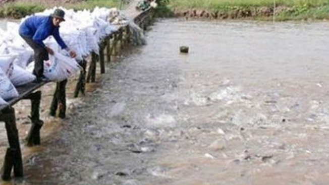 Cultivé dans les bassins d’égouts, ne mangez Jamais ce type de Poisson !!