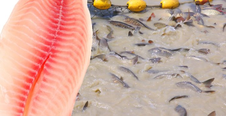 Les experts recommandent de ne JAMAIS manger ce dangereux poisson populaire !