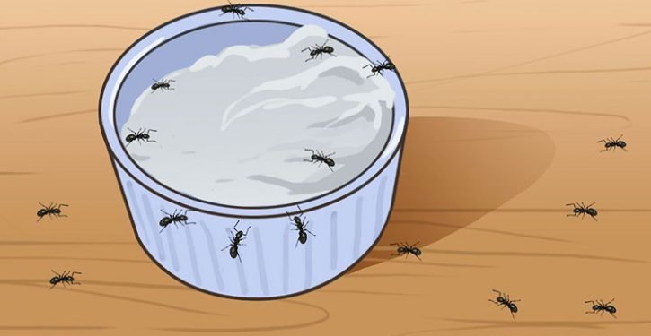 Voici comment se débarrasser des fourmis pour toujours!