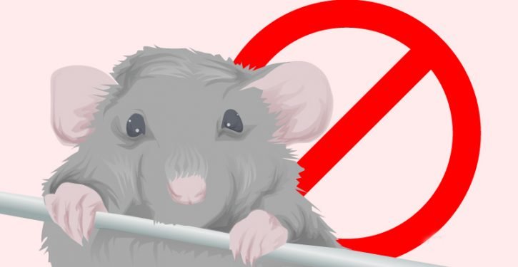 5 façons pour se débarrasser des souris à la maison naturellement