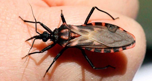 Si vous trouvez cet insecte chez vous, allez voir un médecin d’urgence