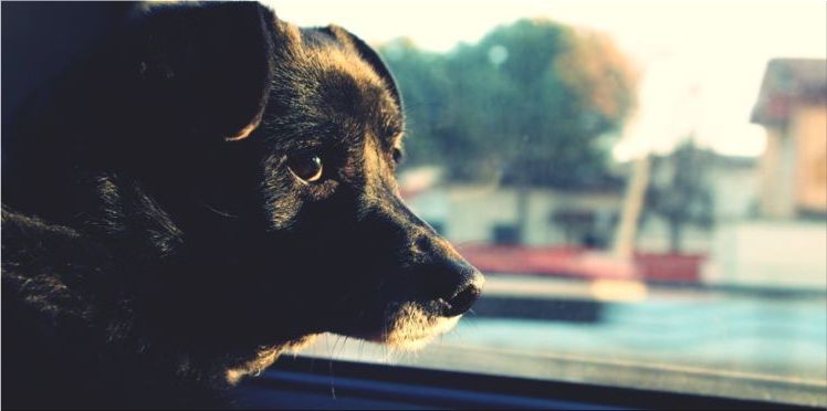 Que faire quand on voit un chien enfermé dans une voiture par cette canicule ?