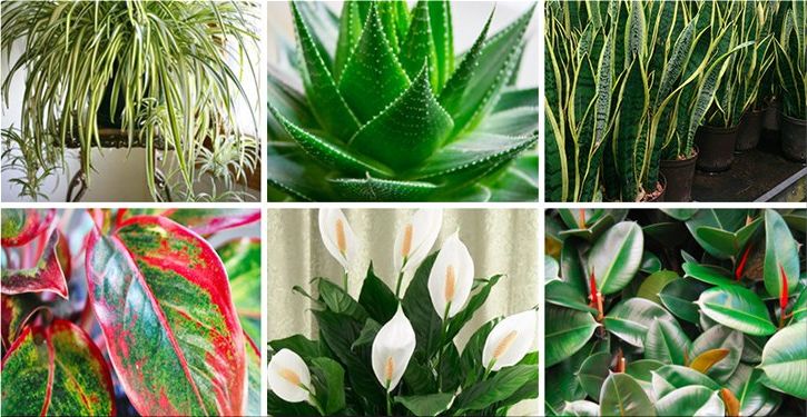 Ces plantes sont des bombes à oxygène et elles purifient l’air dans votre maison