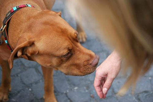 La science confirme et explique comment les chiens peuvent reconnaître une mauvaise personne