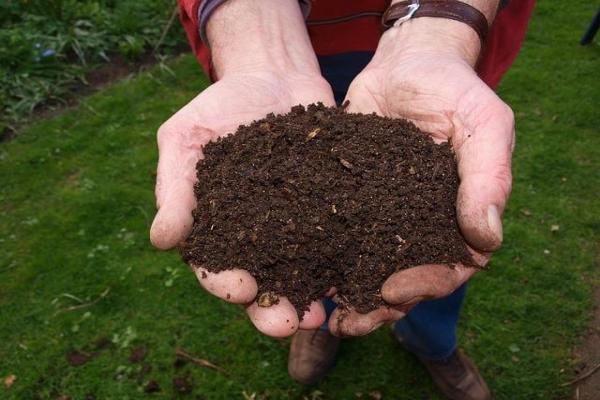 5 engrais organiques maison pour accélérer la croissance des plantes